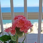 Eliza *